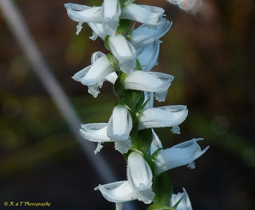 {Spiranthes cernua}